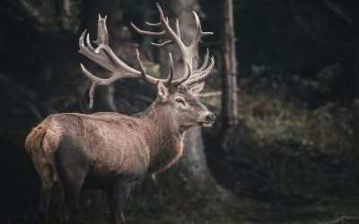 Why You Should Invest in Hunting Property